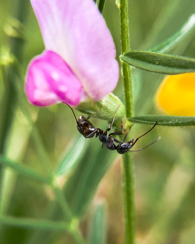 ant climbing on a flower