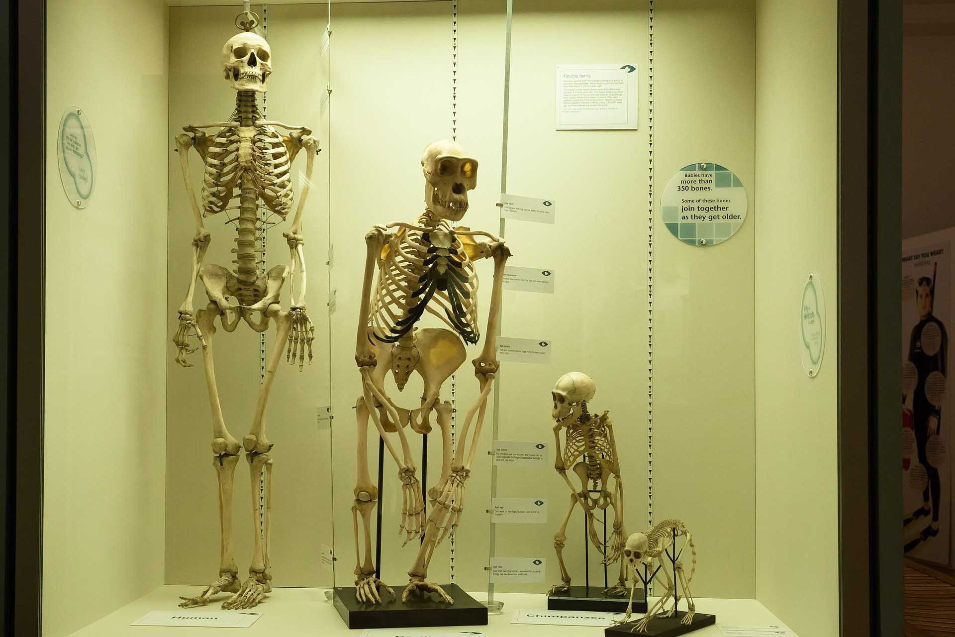four skeletons, from small monkey to human in a glass box